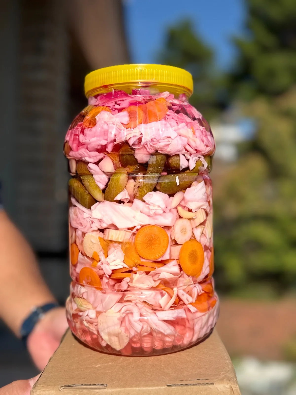 Kornişon, lahana, havuç ve sarımsaklı pembe renkli karışık Çubuk turşusu kavanozu